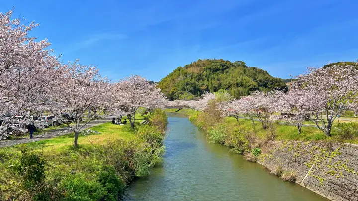 【池公園】 広々公園内に咲く桜 花見や家族連れに最適
