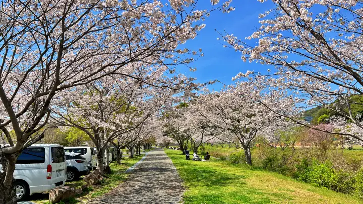 【池公園】 広々公園内に咲く桜 花見や家族連れに最適