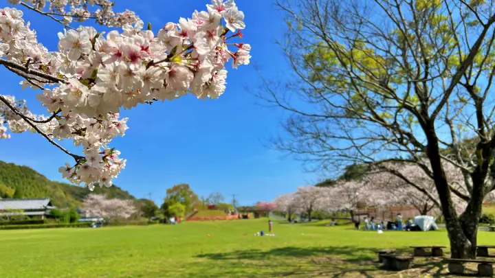 【池公園】 広々公園内に咲く桜 花見や家族連れに最適