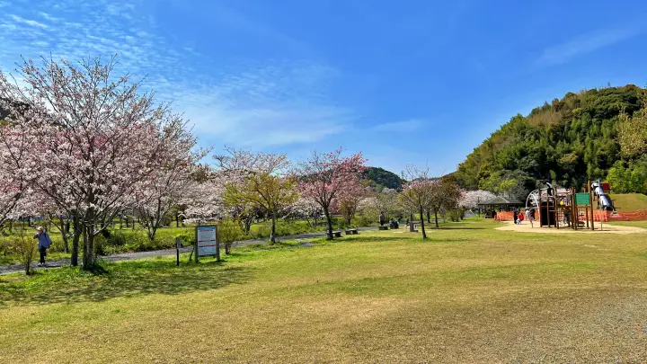 【池公園】 広々公園内に咲く桜 花見や家族連れに最適