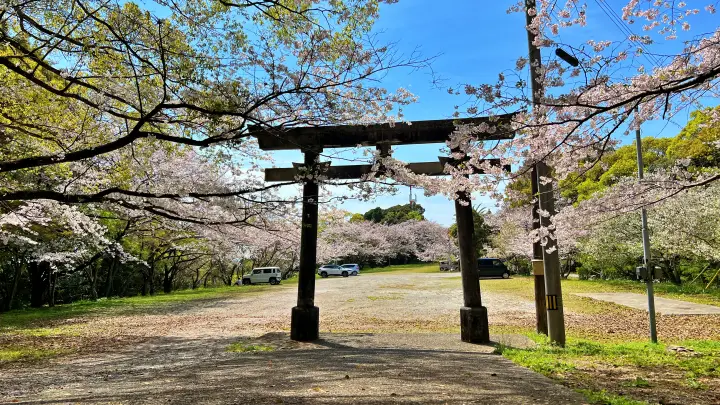 琴平神社（南国市）｜海が見える高台で愛猫・愛犬とお花見