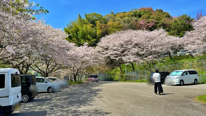 さくら公園（高知市十津）｜車と一緒に写真が撮れる！超穴場スポット