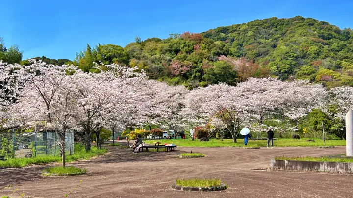 さくら公園（高知市十津）｜車と一緒に写真が撮れる！超穴場スポット