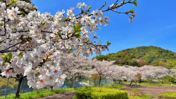 さくら公園（高知市十津）｜車と一緒に写真が撮れる！超穴場スポット
