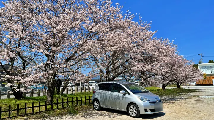 高知県護国神社（高知市吸江）｜五台山の麓に咲き誇る低木の桜（著者おススメ）