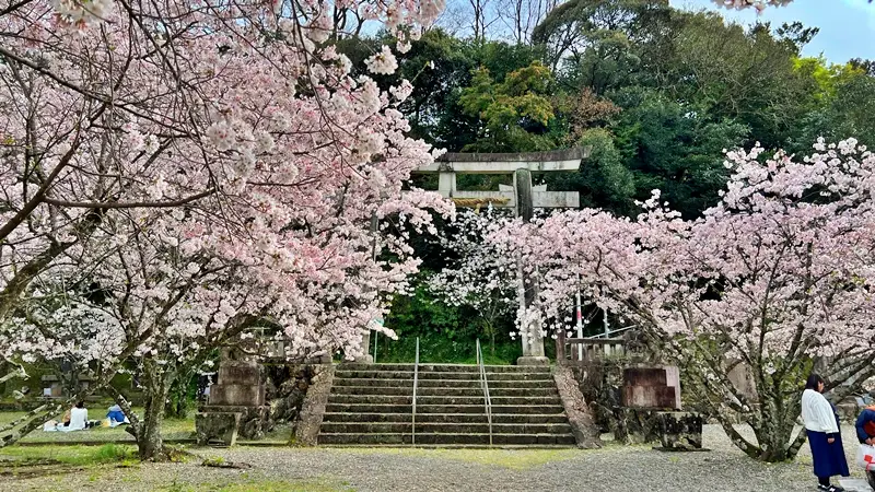 高知県護国神社（高知市吸江）｜五台山の麓に咲き誇る低木の桜（著者おススメ）