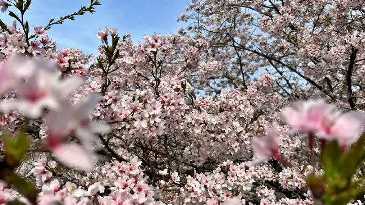 高知県護国神社（高知市吸江）｜五台山の麓に咲き誇る低木の桜（著者おススメ）