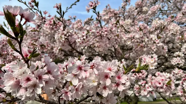 高知県護国神社（高知市吸江）｜五台山の麓に咲き誇る低木の桜（著者おススメ）