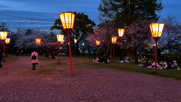 【夜桜】ぼんぼりに照らされる高知城と桜の絶景