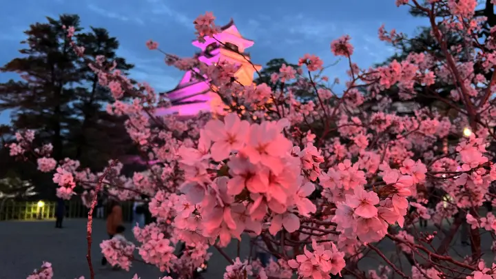 【夜桜】ぼんぼりに照らされる高知城と桜の絶景
