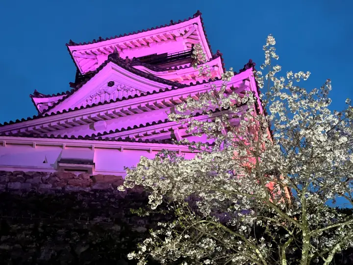 【夜桜】ぼんぼりに照らされる高知城と桜の絶景