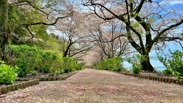 【香南市】野市あじさい街道の桜とは？「春の顔」も凄かった！