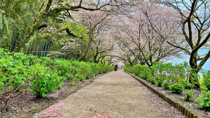 【香南市】野市あじさい街道の桜とは？「春の顔」も凄かった！