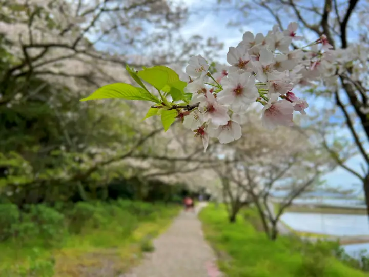 【香南市】野市あじさい街道の桜とは？「春の顔」も凄かった！