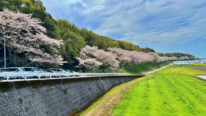 【香南市】野市あじさい街道の桜とは？「春の顔」も凄かった！