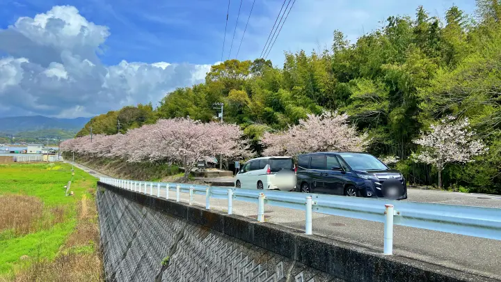 【香南市】野市あじさい街道の桜とは？「春の顔」も凄かった！