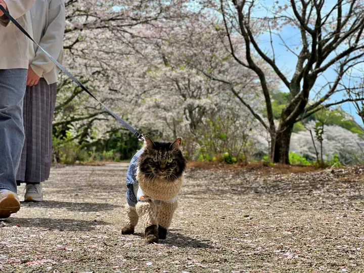 【香南市】野市あじさい街道の桜とは？「春の顔」も凄かった！