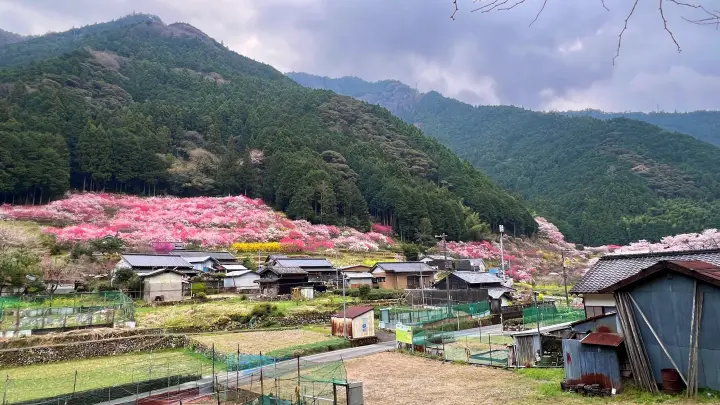 【高知・仁淀川町】久喜の花桃の見頃と駐車場は?桃源郷のような絶景ドライブを徹底レポート!