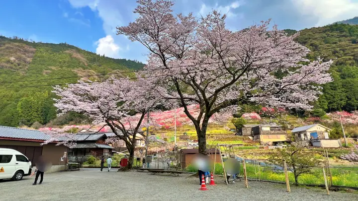 【高知・仁淀川町】久喜の花桃の見頃と駐車場は?桃源郷のような絶景ドライブを徹底レポート!