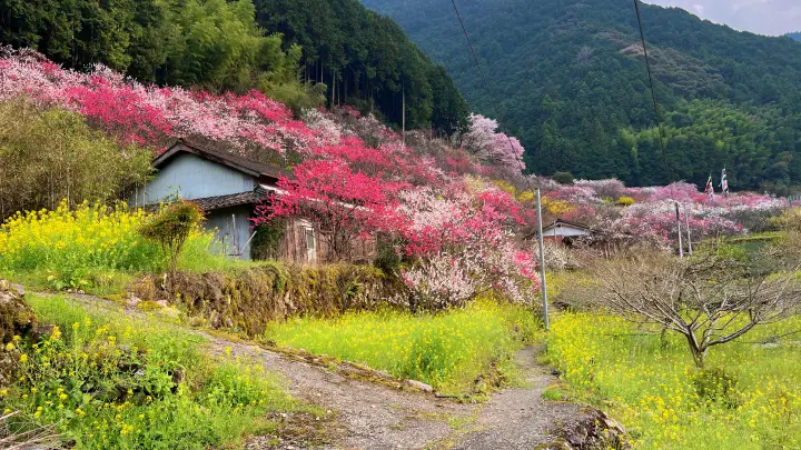 【高知・仁淀川町】久喜の花桃の見頃と駐車場は?桃源郷のような絶景ドライブを徹底レポート!