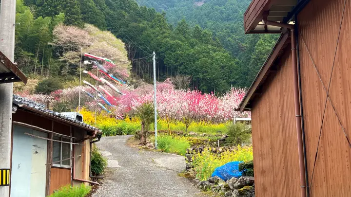 【高知・仁淀川町】久喜の花桃の見頃と駐車場は?桃源郷のような絶景ドライブを徹底レポート!