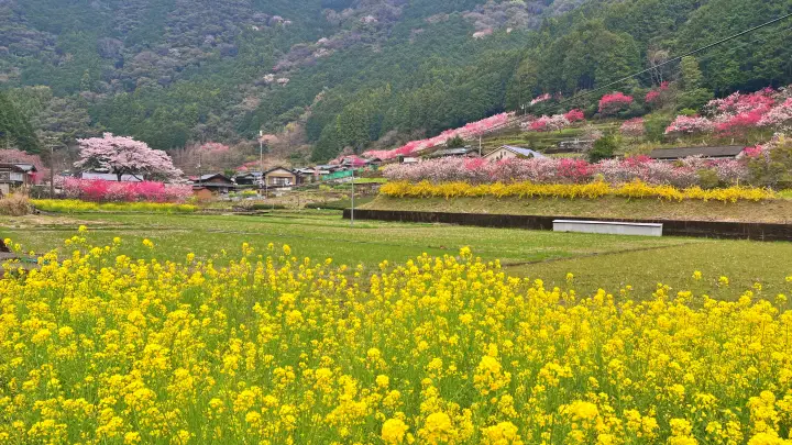 【高知・仁淀川町】久喜の花桃の見頃と駐車場は?桃源郷のような絶景ドライブを徹底レポート!