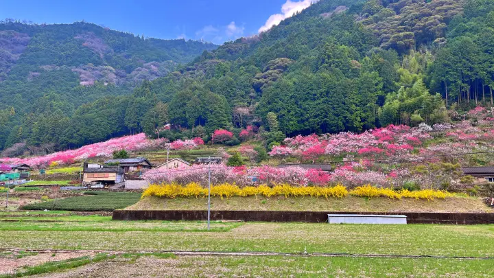 【高知・仁淀川町】久喜の花桃の見頃と駐車場は?桃源郷のような絶景ドライブを徹底レポート!