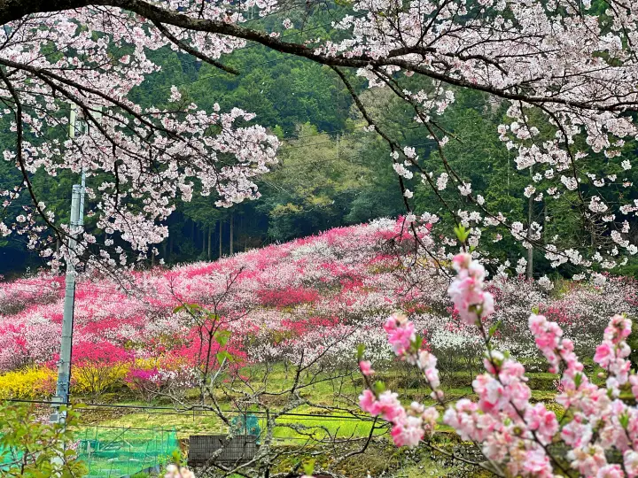 【高知・仁淀川町】久喜の花桃の見頃と駐車場は?桃源郷のような絶景ドライブを徹底レポート!