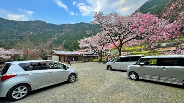 【高知・仁淀川町】久喜の花桃の見頃と駐車場は?桃源郷のような絶景ドライブを徹底レポート!