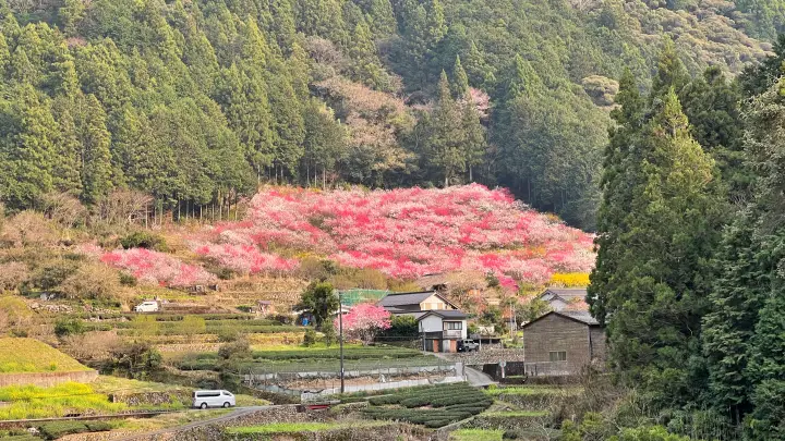 【高知・仁淀川町】久喜の花桃の見頃と駐車場は?桃源郷のような絶景ドライブを徹底レポート!