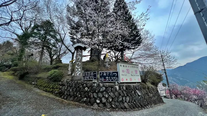 【仁淀川町】寺村「花の里」のハナモモが見頃！桃源郷のような絶景とアクセス・基本情報を解説