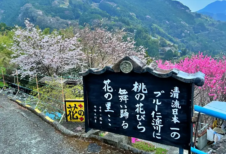 【仁淀川町】寺村「花の里」のハナモモが見頃！桃源郷のような絶景とアクセス・基本情報を解説