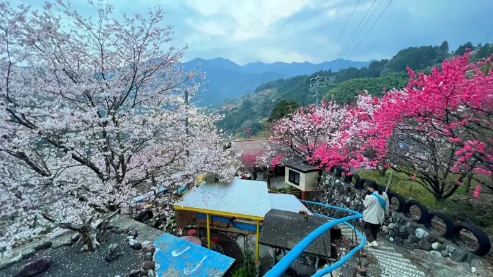 【仁淀川町】寺村「花の里」のハナモモが見頃！桃源郷のような絶景とアクセス・基本情報を解説