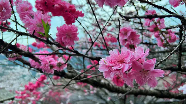 【仁淀川町】寺村「花の里」のハナモモが見頃！桃源郷のような絶景とアクセス・基本情報を解説
