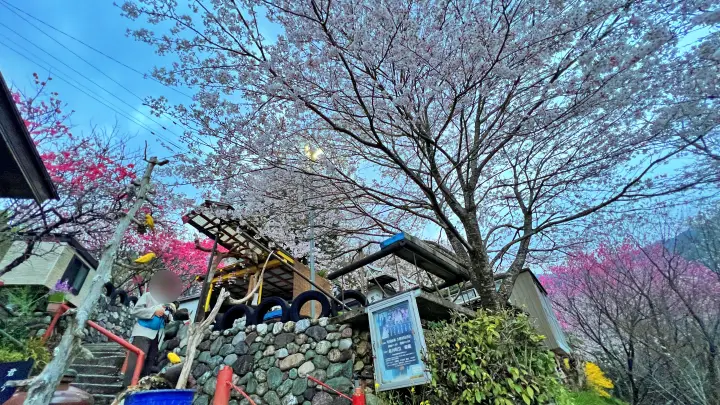 【仁淀川町】寺村「花の里」のハナモモが見頃！桃源郷のような絶景とアクセス・基本情報を解説