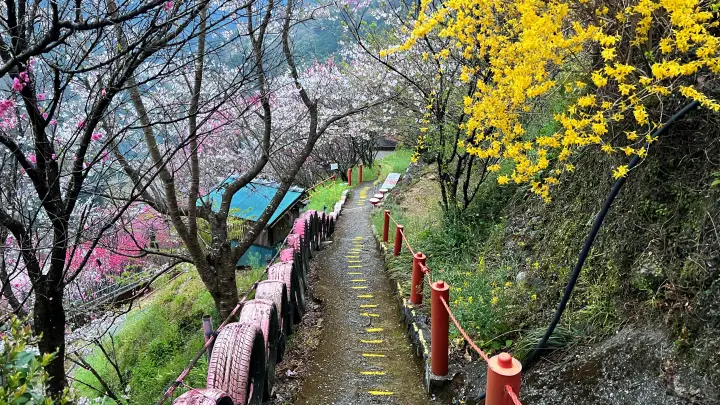 【仁淀川町】寺村「花の里」のハナモモが見頃！桃源郷のような絶景とアクセス・基本情報を解説