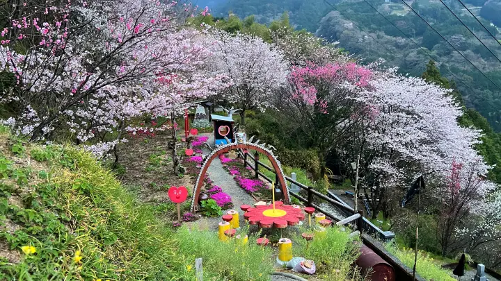 【仁淀川町】寺村「花の里」のハナモモが見頃！桃源郷のような絶景とアクセス・基本情報を解説