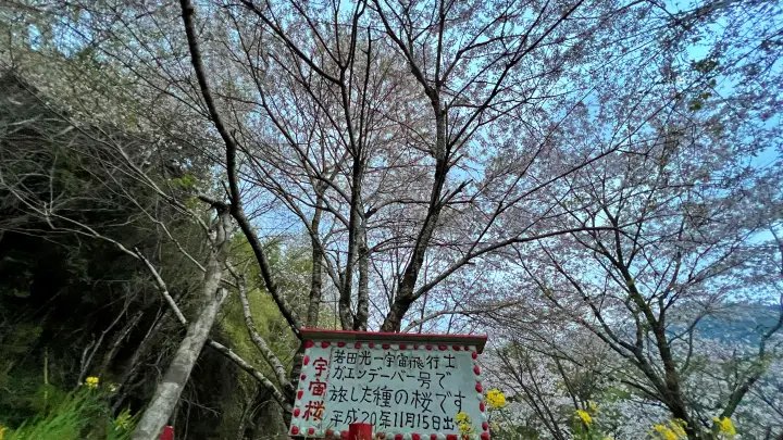 【仁淀川町】寺村「花の里」のハナモモが見頃！桃源郷のような絶景とアクセス・基本情報を解説