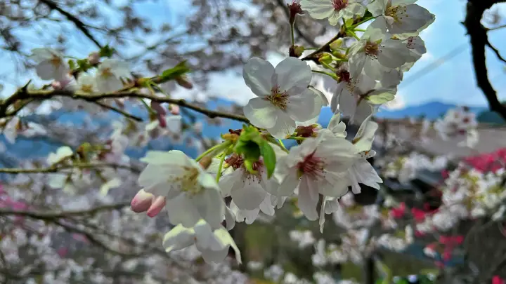 【仁淀川町】寺村「花の里」のハナモモが見頃！桃源郷のような絶景とアクセス・基本情報を解説