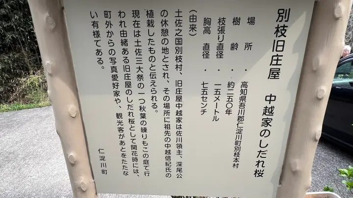 【高知・仁淀川町】中越家のしだれ桜の見頃と駐車場と徒歩・車での行き方を解説！樹齢250年の滝桜は圧巻の美しさ