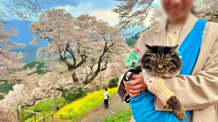 【高知・仁淀川町】ひょうたん桜 樹齢500年の巨木へ絶景ドライブ の見頃とアクセス・駐車場を解説!