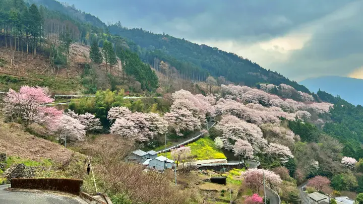 【高知・仁淀川町】ひょうたん桜 樹齢500年の巨木へ絶景ドライブ の見頃とアクセス・駐車場を解説!