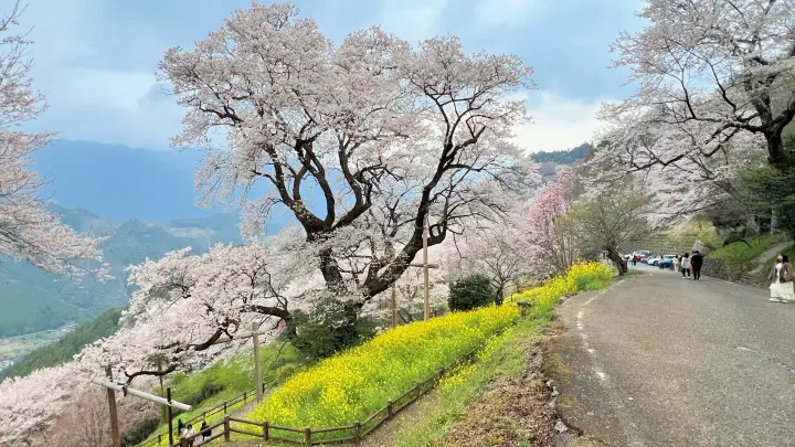 【高知・仁淀川町】ひょうたん桜 樹齢500年の巨木へ絶景ドライブ の見頃とアクセス・駐車場を解説!