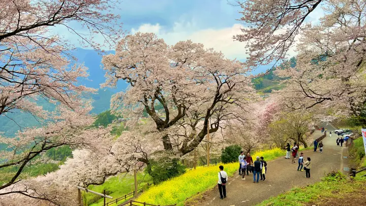 【高知・仁淀川町】ひょうたん桜 樹齢500年の巨木へ絶景ドライブ の見頃とアクセス・駐車場を解説!