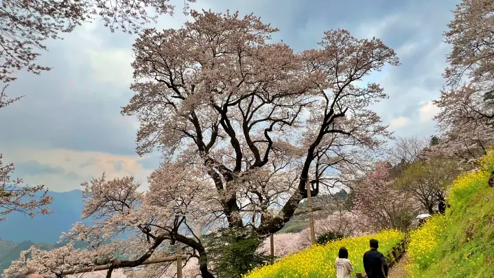【高知・仁淀川町】ひょうたん桜 樹齢500年の巨木へ絶景ドライブ の見頃とアクセス・駐車場を解説!