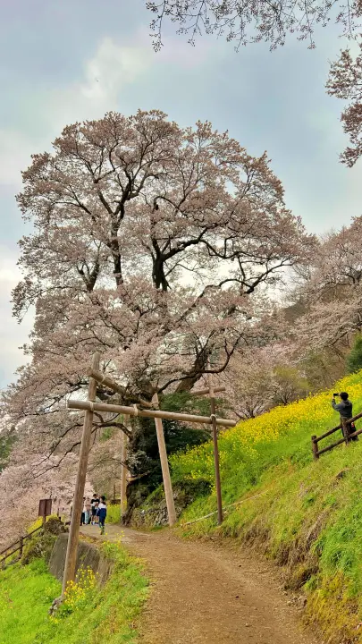 【高知・仁淀川町】ひょうたん桜 樹齢500年の巨木へ絶景ドライブ の見頃とアクセス・駐車場を解説!