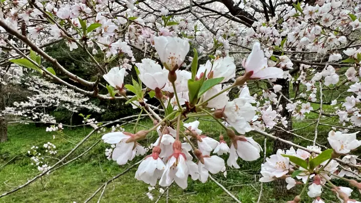 【高知・仁淀川町】ひょうたん桜 樹齢500年の巨木へ絶景ドライブ の見頃とアクセス・駐車場を解説!