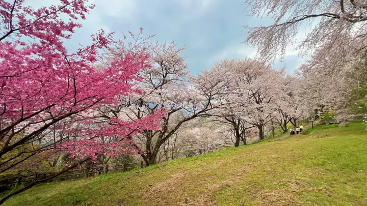 【高知・仁淀川町】ひょうたん桜 樹齢500年の巨木へ絶景ドライブ の見頃とアクセス・駐車場を解説!