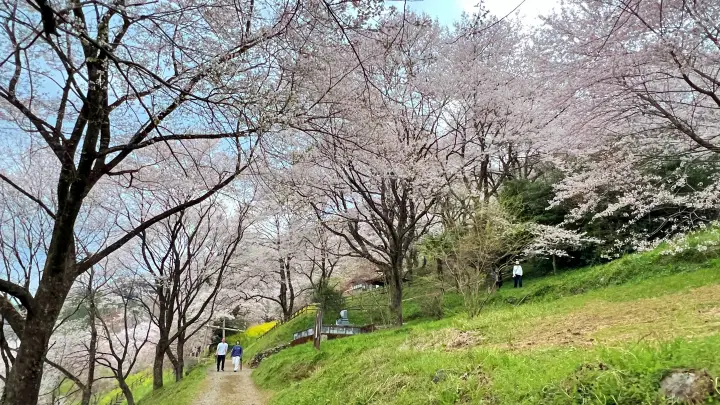 【高知・仁淀川町】ひょうたん桜 樹齢500年の巨木へ絶景ドライブ の見頃とアクセス・駐車場を解説!