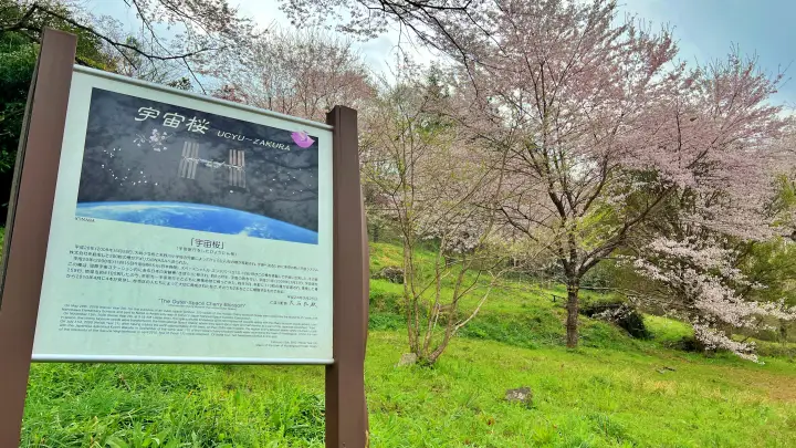【高知・仁淀川町】ひょうたん桜 樹齢500年の巨木へ絶景ドライブ の見頃とアクセス・駐車場を解説!